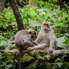 two monkeys are sitting on a rock in the forest, one is looking at the other