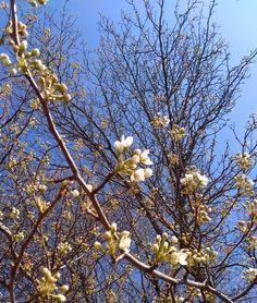 some white flowers are blooming on the branches of a tree with blue sky in the background