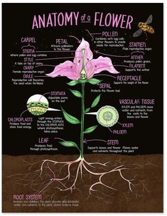 the anatomy of a flower on a black background with roots and parts labeled in pink