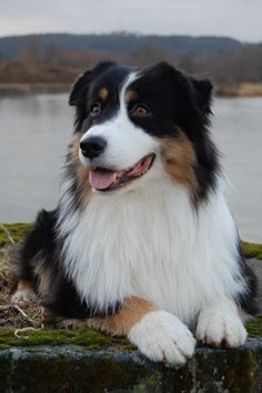 a black and white dog sitting on top of a rock next to a body of water