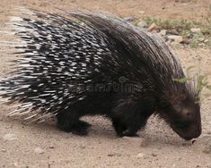 a porcupine is walking on the ground