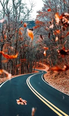 an empty road surrounded by trees with leaves falling from the branches in front of it