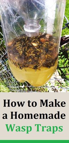 how to make a homemade wasp trap in a mason jar with text overlay that reads, how to make a homemade wasp traps