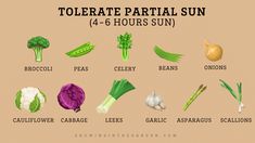 the different types of vegetables are shown in this graphic style, including broccoli, cauliflower, leeks, garlic, asparagus, scallions and sun