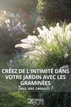 a garden with grass and flowers in the foreground reads, crez de l'intimatee dans votre jardin avec les gramanines