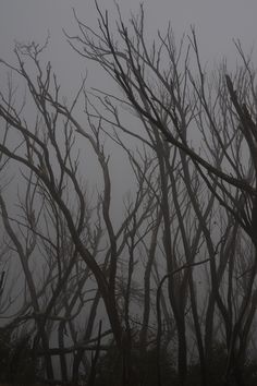 trees in the fog on a gloomy day with no leaves and branches still growing