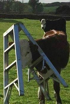 two cows are standing in a grassy field near a metal ladder that is leaning up against the fence