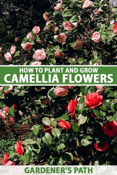 flowers growing in the garden with text overlay that reads how to plant and grow camellia flowers