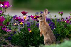 a rabbit standing on its hind legs in front of purple and yellow flowers, looking up at the camera