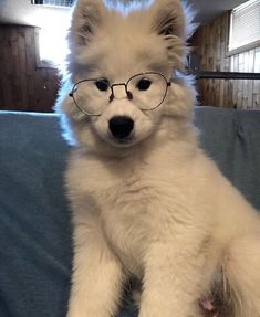 a white dog wearing glasses sitting on top of a couch