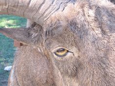 an animal with large horns standing in the grass