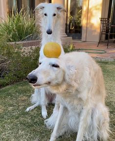 two white dogs with yellow balls in their mouths sitting on the grass near each other