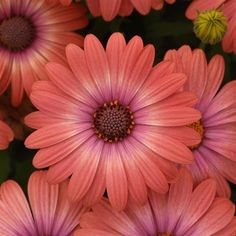 many pink flowers with yellow centers in the middle