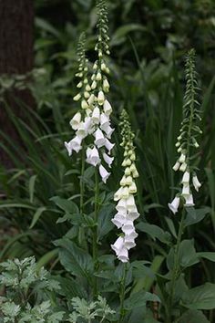 white flowers are blooming in the garden next to some green plants and trees with large leaves