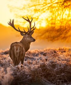 MDH Holidays Tour Packages 2024 Deer Wallpaper, Pro Art, Stag Deer, Forest Wall Mural, Deer Wall, Vintage Deer, Sun Art, Red Deer, Glass Pictures