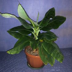 a potted plant with green leaves on a blue tableclothed surface in front of a purple wall