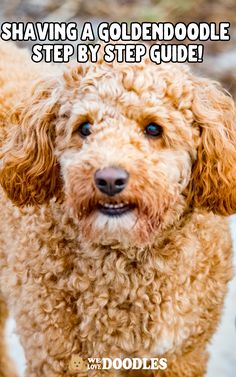 Since most Goldendoodles have a majority of Poodle genetics, they obtain the hypoallergenic and non-shedding features that most people desire. However, the downside of this is that you have to groom your Goldendoodle’s curly hair every day (this includes brushing and combing your dood down to the skin level). Knot Out, Best Brushes, Dog Brushing, Dog Skin, Dog Nails, Dog Ear