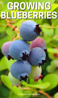 close up of four ripe blueberries on a bush. Blueberries In Containers, Grow Blueberries, Blueberry Gardening, Easy Gardening Ideas, Beginners Gardening, Pot Plants, Easy Gardening, Growing Fruit