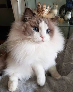 a fluffy cat with a crown on its head sitting on a bed looking at the camera