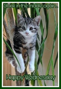 a kitten climbing up the side of a tree with caption that reads, stuck in the middle again happy wednesday