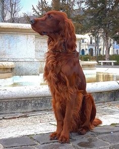 a brown dog sitting in front of a fountain