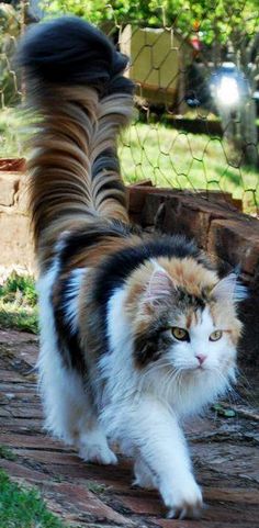 a cat walking on the ground in front of a fence