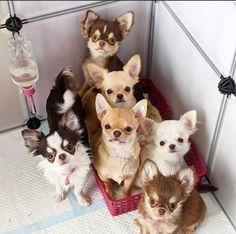 there are many small dogs sitting together in a basket and one is looking at the camera