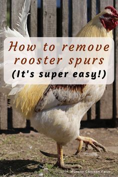 a rooster with the words how to remove rooster spurs it's super easy