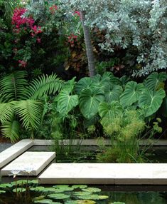 an outdoor garden with water lilies and plants