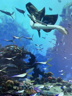 a large group of fish swimming over a coral reef