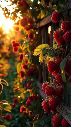 raspberries growing on the side of a wooden fence at sunset, with the sun shining behind them