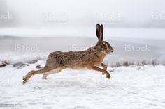 a brown rabbit running through the snow in winter stock photo and more pictures from around the world