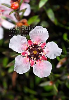 a white and red flower with green leaves in the backgrounnd, taken from above