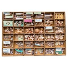 a wooden box filled with lots of different types of rocks and seashells on top of each other