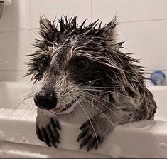 a wet raccoon sitting in a bathtub