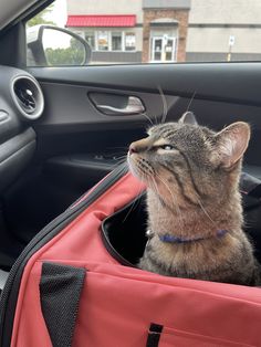 a cat sitting in the back seat of a car with its head inside an open suitcase