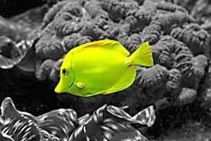 a black and white photo of a yellow fish in the water next to some rocks