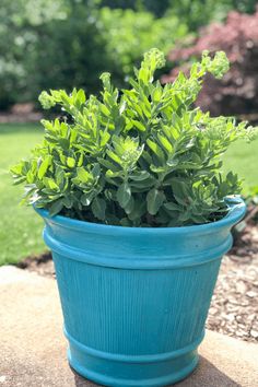 a blue potted plant sitting on top of a stone wall