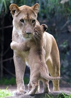 two young lions playing with each other in their zoo enclosure at the zoo, one cub is holding on to its mother's back