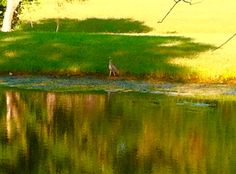 a bird is standing on the bank of a pond in front of some trees and grass