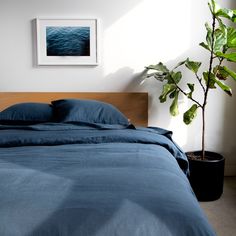 a bed with blue sheets and pillows next to a potted plant on the floor