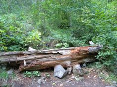 a large log sitting on top of a forest floor next to rocks and trees in the background