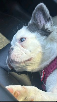 a white and gray dog sitting in the passenger seat of a car