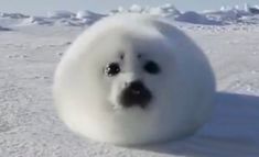 Seal Oc Art, Seal Meme, Silly Seal, Funny Seals, Harp Seal, Cute Seals, Seal Pup, Baby Seal, Pretty Animals