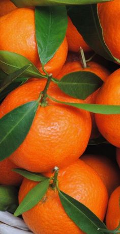 a basket full of oranges with green leaves on it's sides and the tops