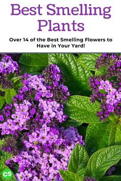 Plants That Smell Good Outdoor, Bluebell Garden, Fragrant Flowers Garden, Flowers Bush, Perennial Garden Plans, Sweet Smelling Flowers, Summer Flowers Garden