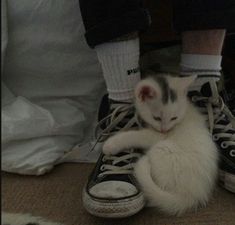 a small white kitten sitting on top of a pair of shoes next to someone's legs