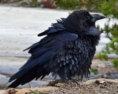 Crow Bird, Animal Images