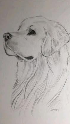 a drawing of a golden retriever dog