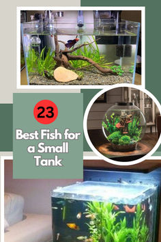 Many fish keepers prefer to have a compact aquarium because of limited room space. But what freshwater fish would best fit in a small tank that holds no more than 5 gallons of water? With limited water volume, every inch counts. #aquarium #fish #fishtank #aquascape #aquariumhobby #reef #aquascaping #freshwateraquarium #plantedtank #aquariumfish #aquariums #aquariumlife #tropicalfish #reeftank #plantedaquarium #aquariumsofinstagram #nature #freshwater #cichlids #fishkeeping #natureaquarium Reef Aquascaping, Nature Aquarium, Small Tank, Gallon Of Water, Aquascaping